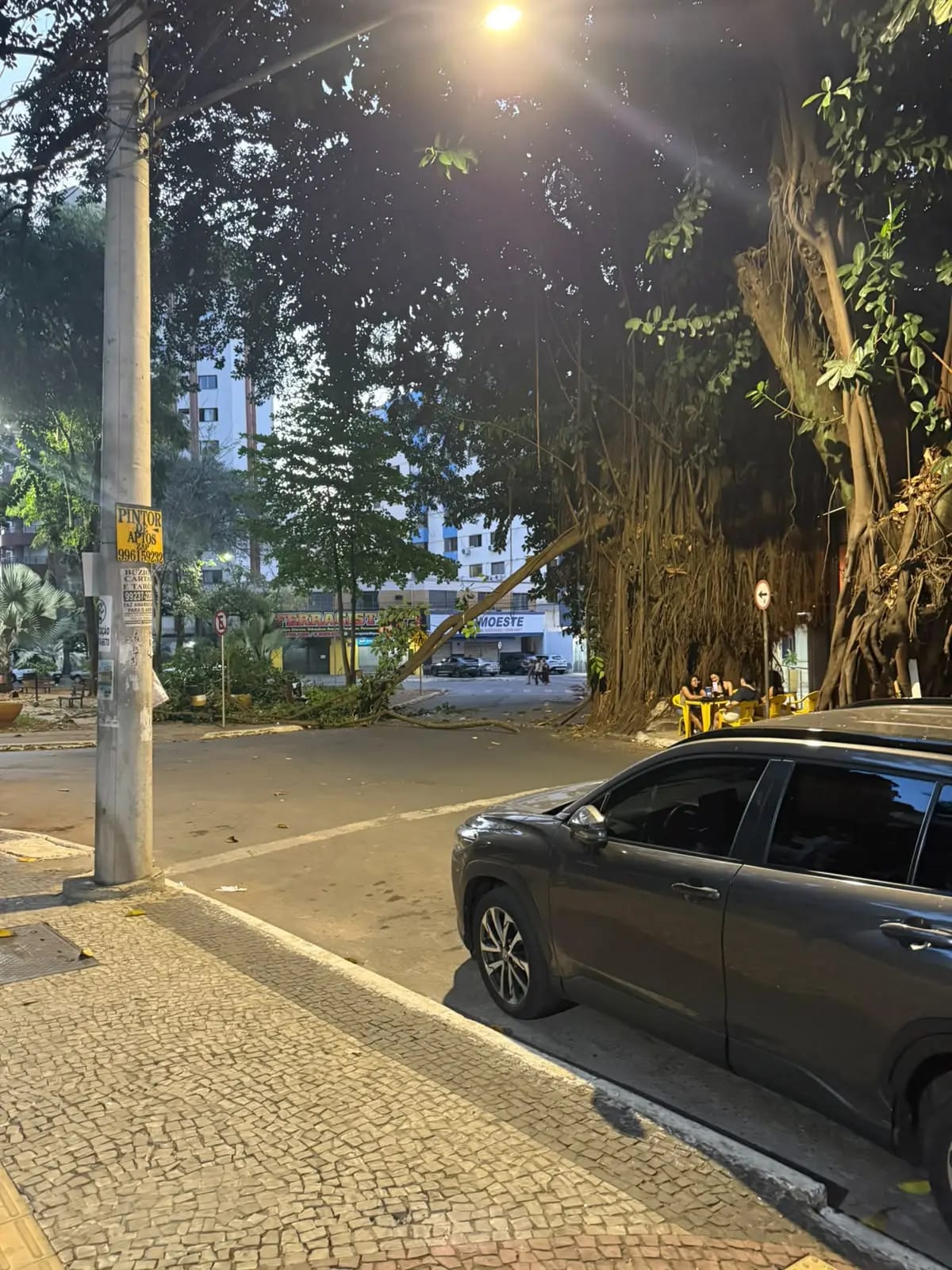 Galho de gameleira cai no Setor Oeste; prefeitura pede responsabilização por atrasos