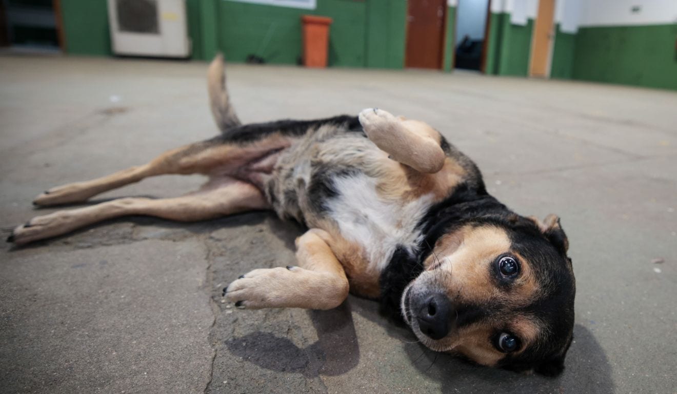 Cadela vira mascote e conquista funcionários públicos de PG