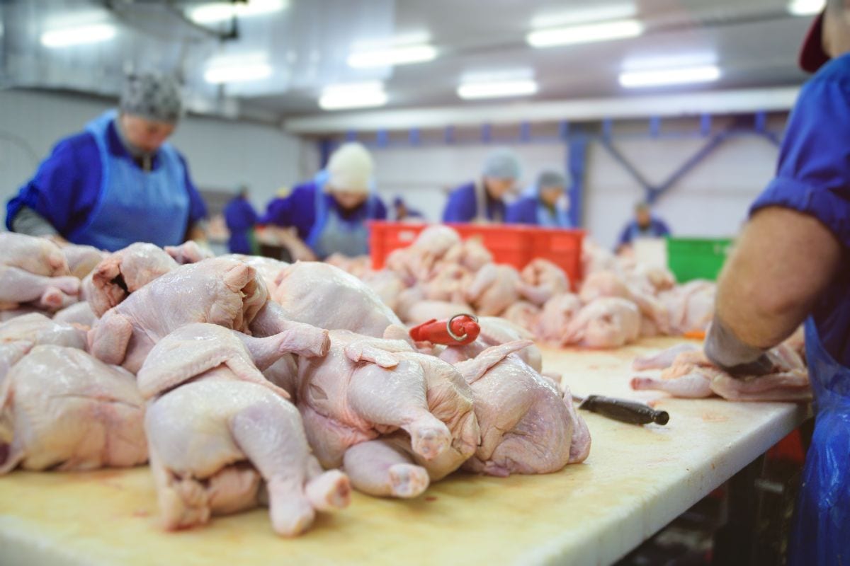 Oferta de carne de frango no 2º trimestre atinge 2,25 milhões de toneladas