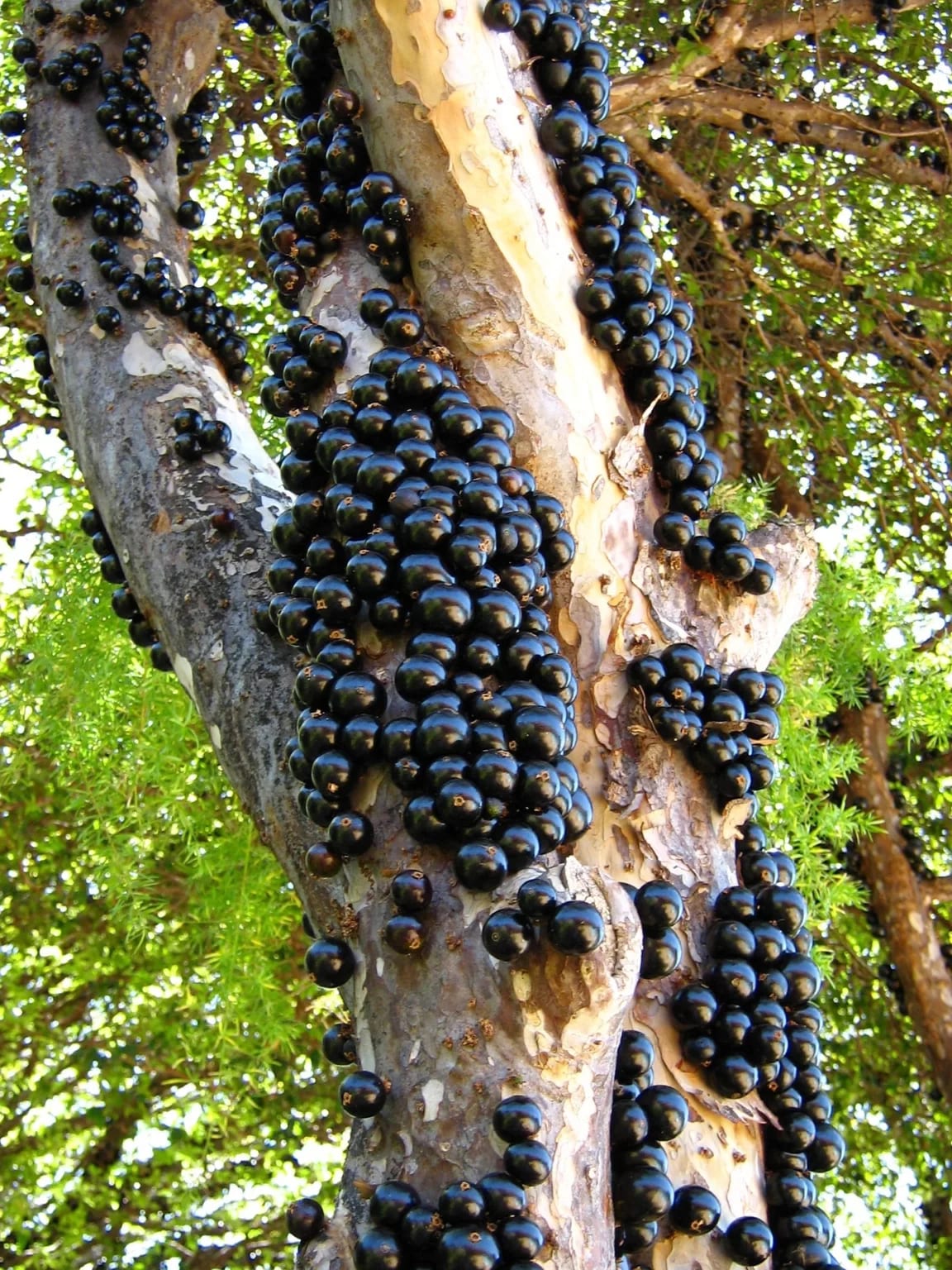 Taquaruçu abre temporada da jabuticaba com visitação a pomares a partir de sábado