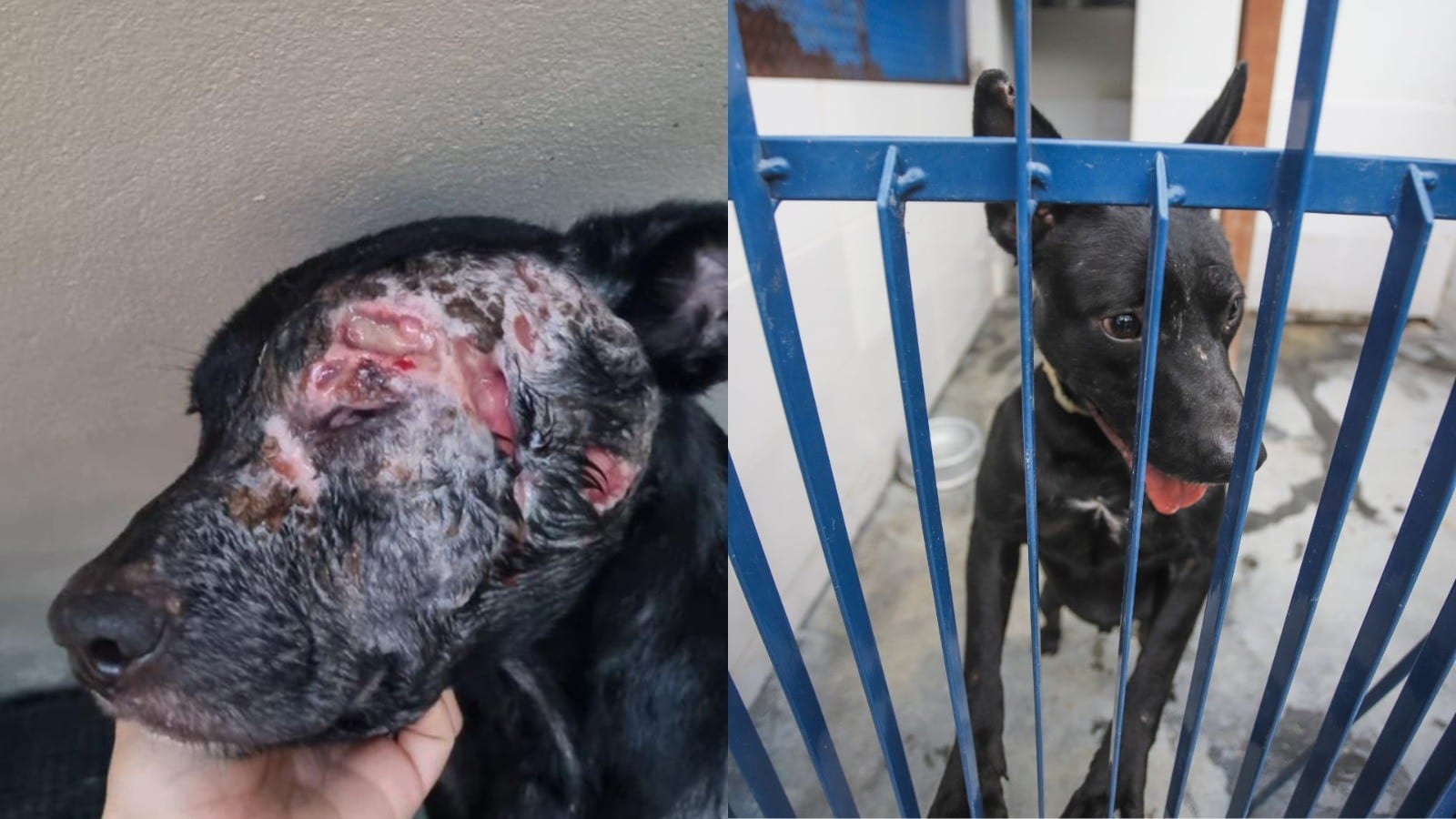 Florianópolis oferece tratamento gratuito para cães com leishmaniose