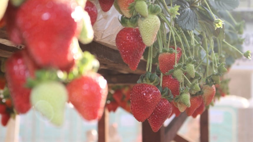 Oídio e mofo-cinzento seguem entre os desafios da produção de morango