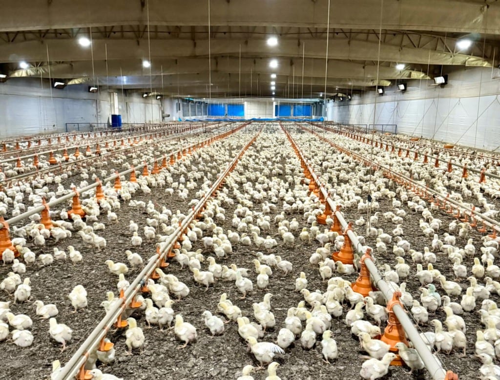 Aves podem voltar a exportar à UE antes da carne bovina
