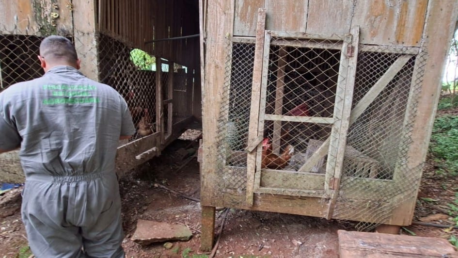 Secretaria da Agricultura finaliza vistoria no raio de 3 km de propriedade com gripe aviária