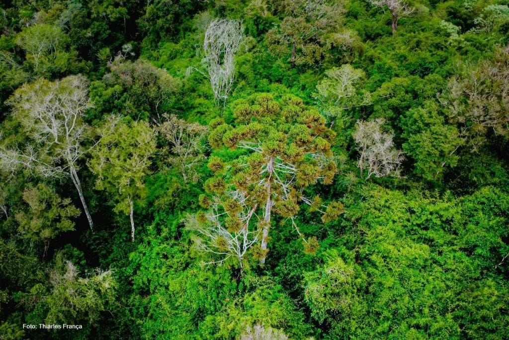 Desmatamento da Mata Atlântica cai 85% no Paraná em quatro anos