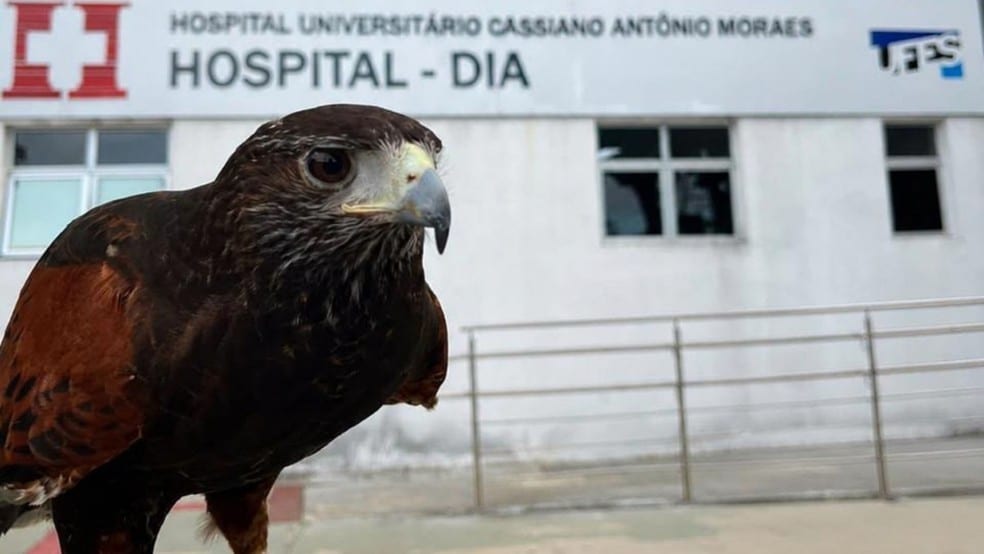 Vitória (ES): Gavião afasta pombos do Hucam em ação inovadora