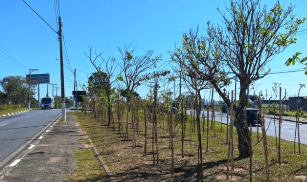 Campinas chega à 30ª microfloresta urbana com plantio de mudas em Sousas