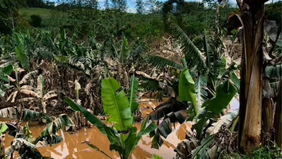 Enchentes do Rio Ribeira atingem 11,2 milhões de pés de banana e geram R$ 175 milhões em perdas