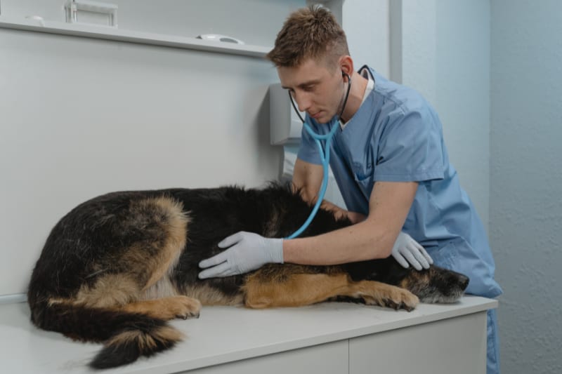 MPF exige que UFS cumpra auditoria e amplie serviços do Hospital Veterinário em SE