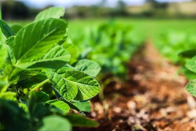Sanidade vegetal: SP inicia calendário de semeadura da soja após período de vazio sanitário