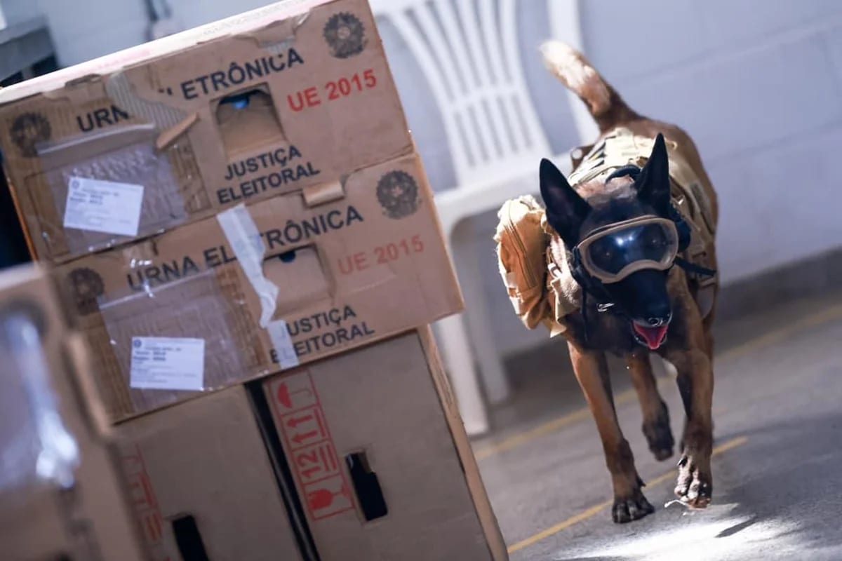 PMDF usa cães farejadores em vistoria a urnas a cinco dias do 2º turno
