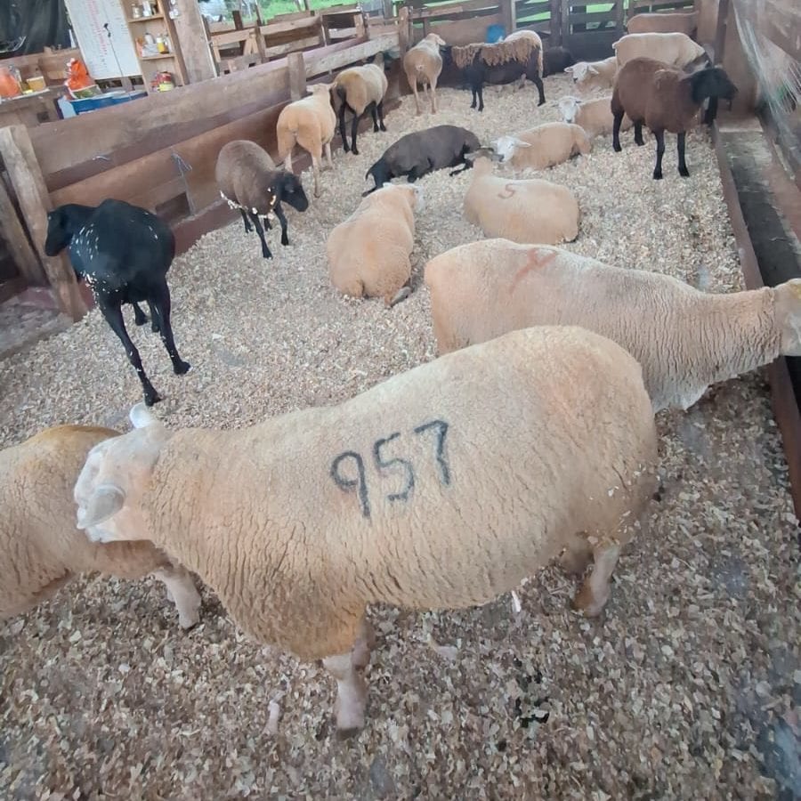 Ovinos serão um dos destaques na área de animais da Expofest Ijuí