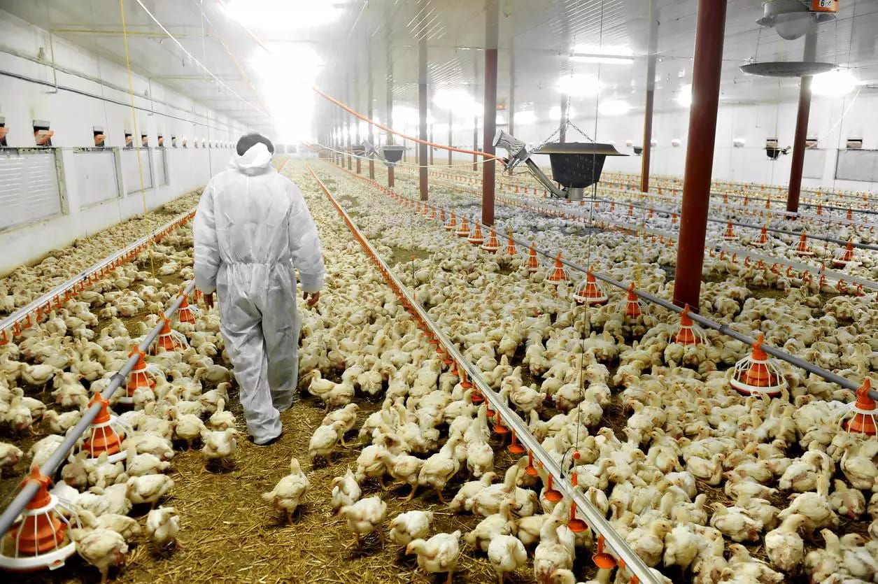 Severiano de Almeida amplia apoio à avicultura com maquinário e descontos