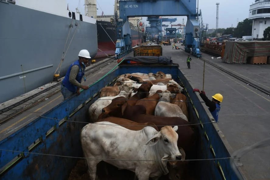 CNA defende exportação de bovinos vivos em reunião no Mapa