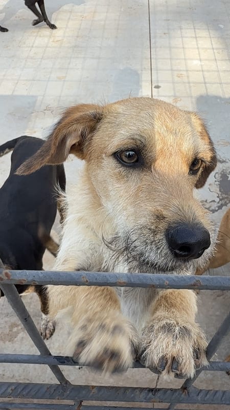 Feiras de adoção de animais serão realizadas neste fim de semana em Votuporanga