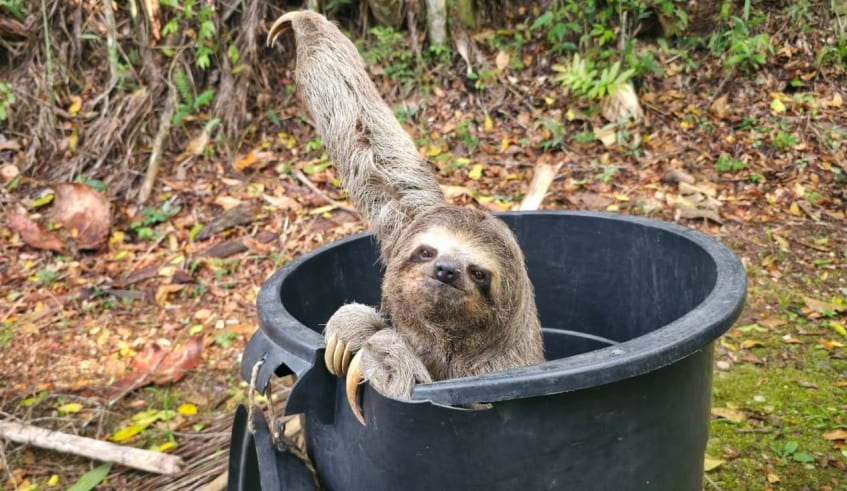 Bicho-preguiça é resgatado em via pública e solto em parque de Mogi das Cruzes