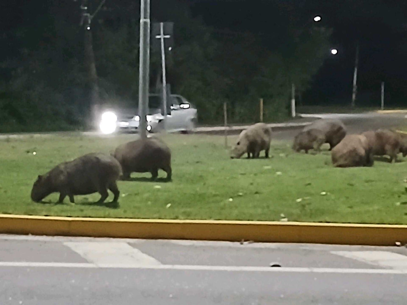 VÍDEO: Grupo de capivaras chama atenção ao aparecer perto de avenida em Jacareí, SP