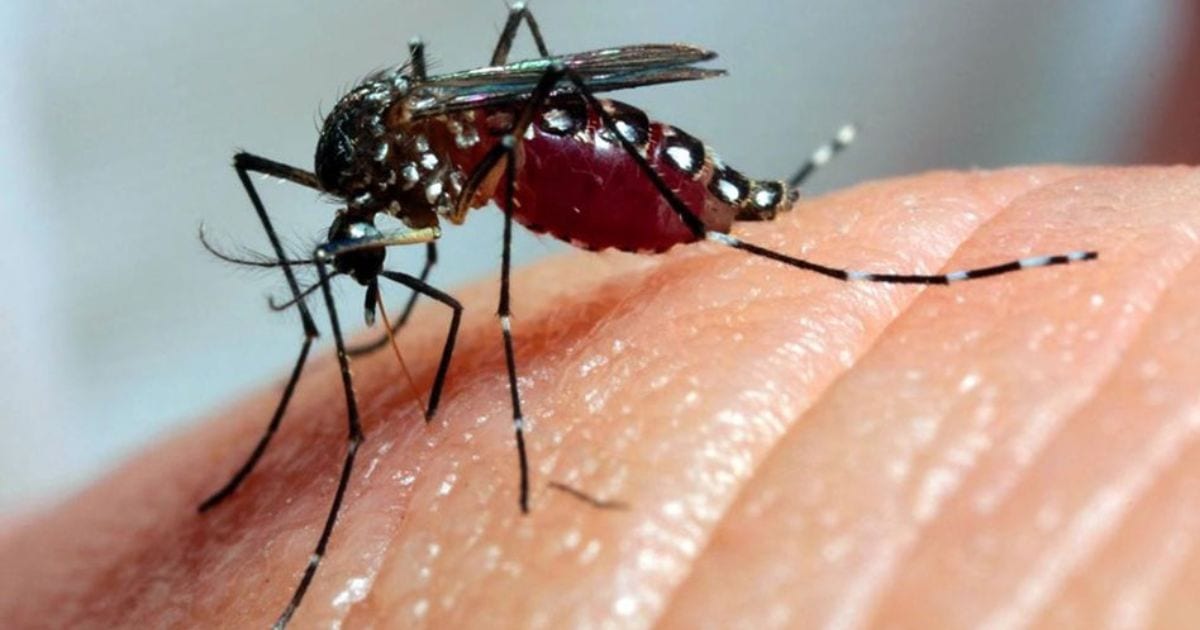 Palmas libera mosquitos Wolbachia para reduzir dengue, zika e chikungunya