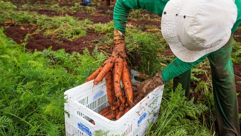 Rendimento médio no agronegócio de Goiás tem alta de 20,5%