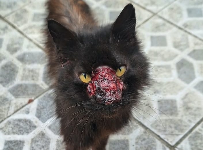 Vereador de Torres insiste na necessidade de internação urgente de gatos com Esporotricose