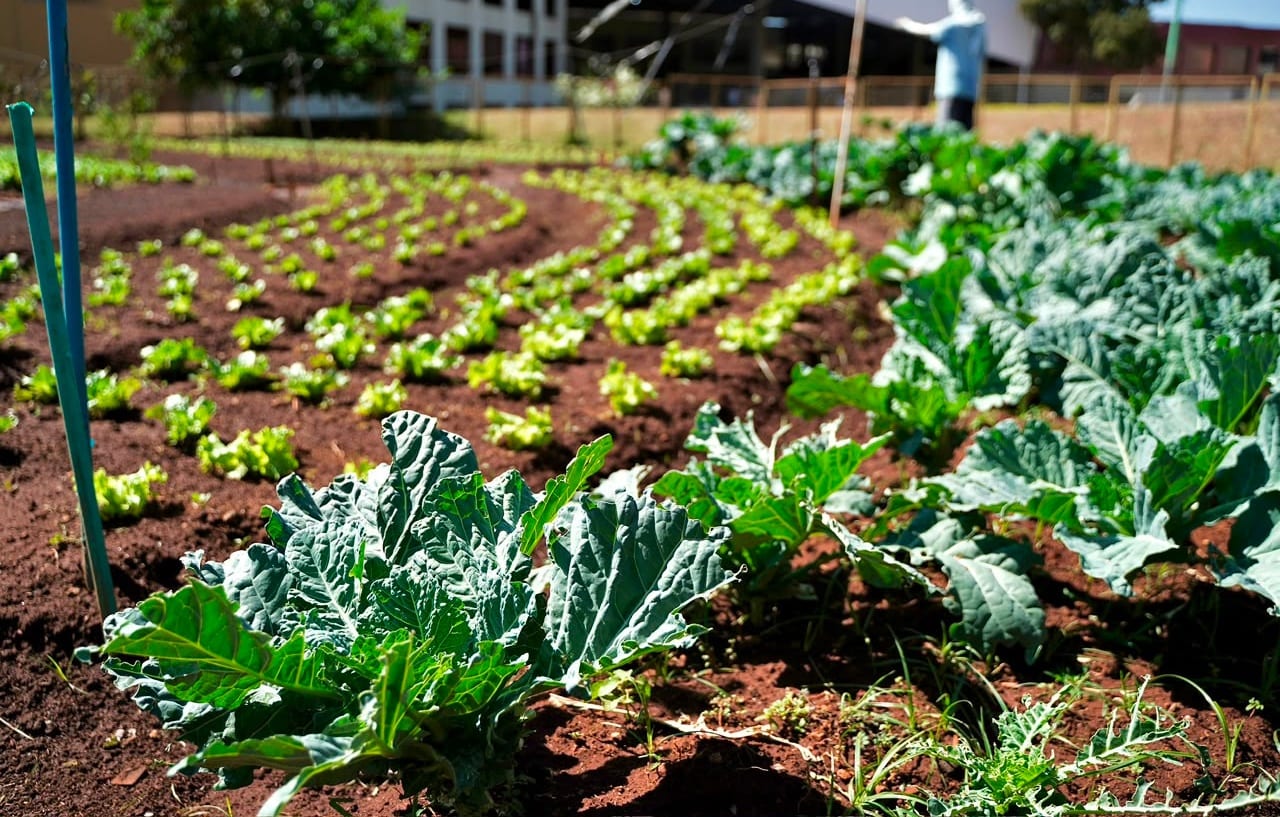 Goiânia troca recicláveis por alimentos em piloto no Jardim Botânico