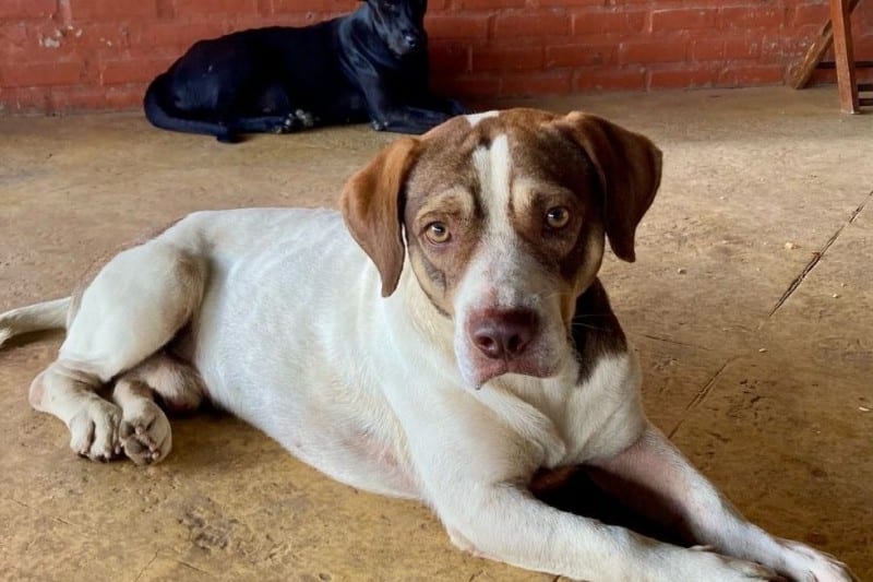 MPF recomenda ação para acolhimento de animais abandonados no campus da Universidade Federal do Acre