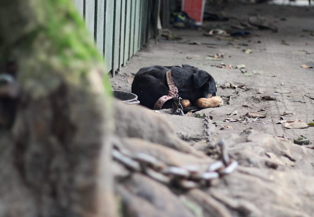 É lei! Maus-tratos a animais podem ultrapassar a multa de 43 mil reais