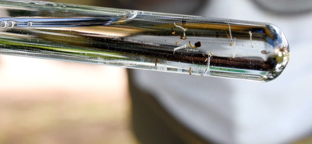 Aedes aegypti: 49% dos municípios avaliados estão em situação de alerta ou risco