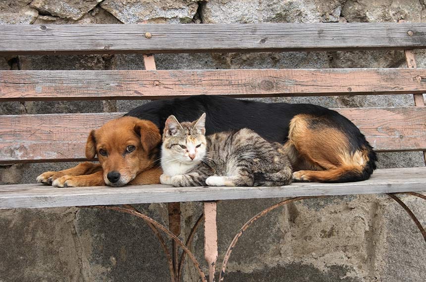 CCJ pauta Estatuto dos Cães e Gatos e aumento de pena por maus-tratos
