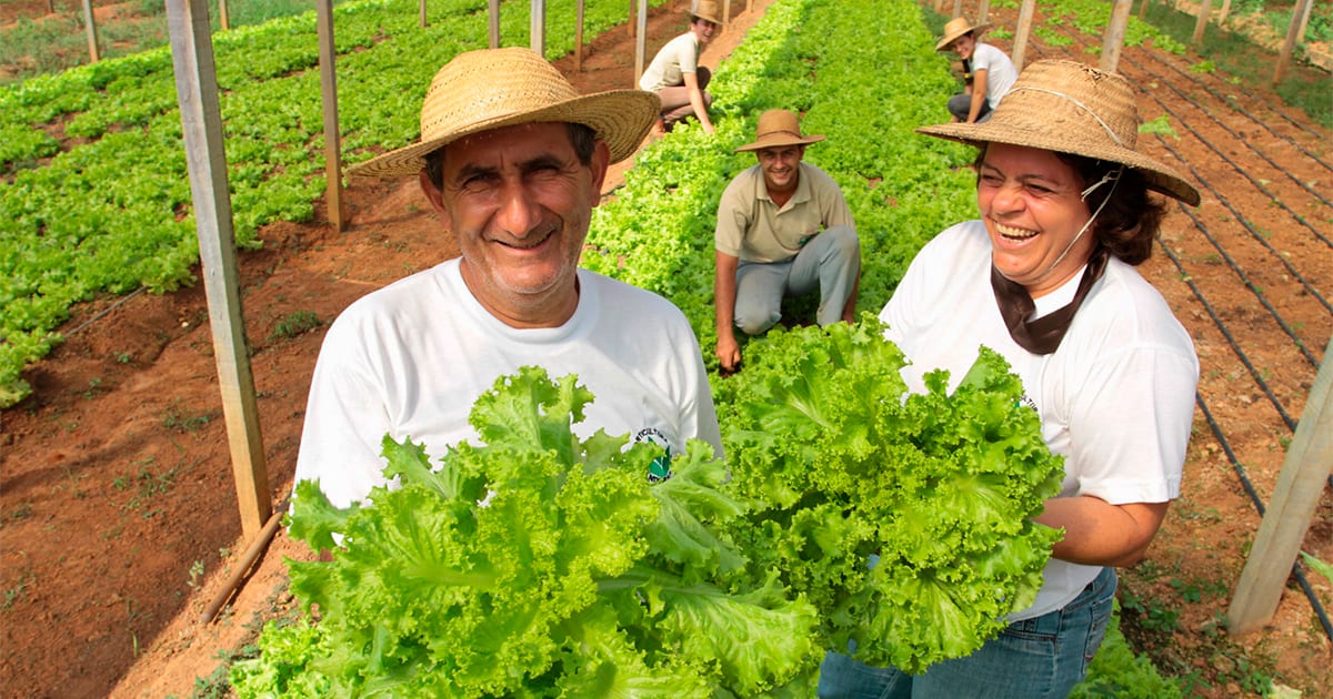 Agricultura familiar abastece cozinhas solidárias no combate à insegurança alimentar