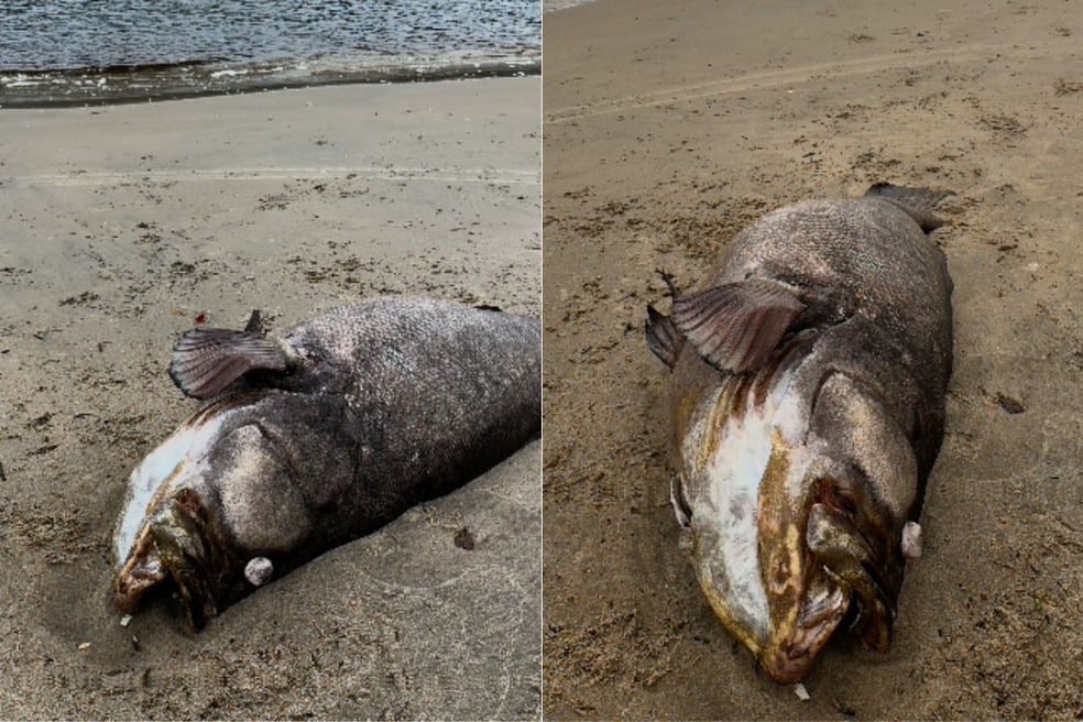Itanhaém (SP): Mero de 2 metros é achado morto no litoral; biólogo explica espécie