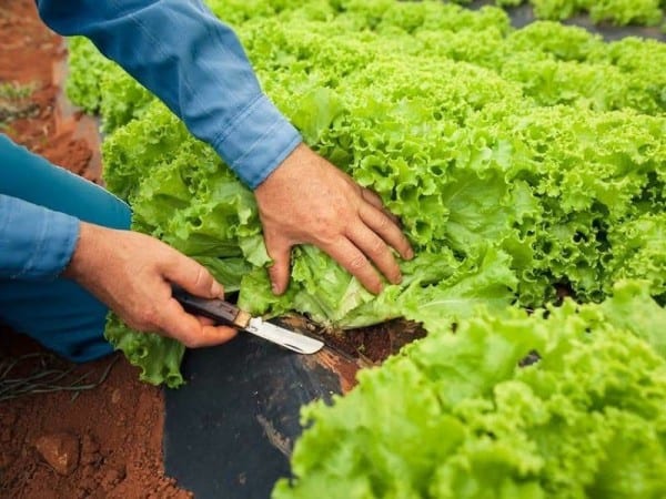 Tapejara inicia execução do PAA com R$ 175 mil para comprar alimentos locais