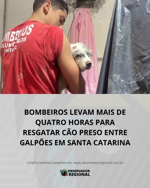 Bombeiros levam mais de quatro horas para resgatar cão preso entre galpões em Santa Catarina