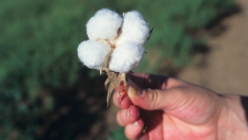Cotonicultura renova liderança para o próximo biênio