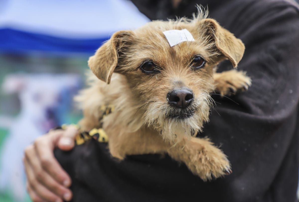 Prefeitura abre mais de 5 mil vagas para castração gratuita de cães e gatos