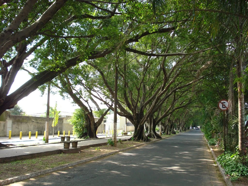 Arborização urbana é o grande desafio para a Rio Claro do futuro