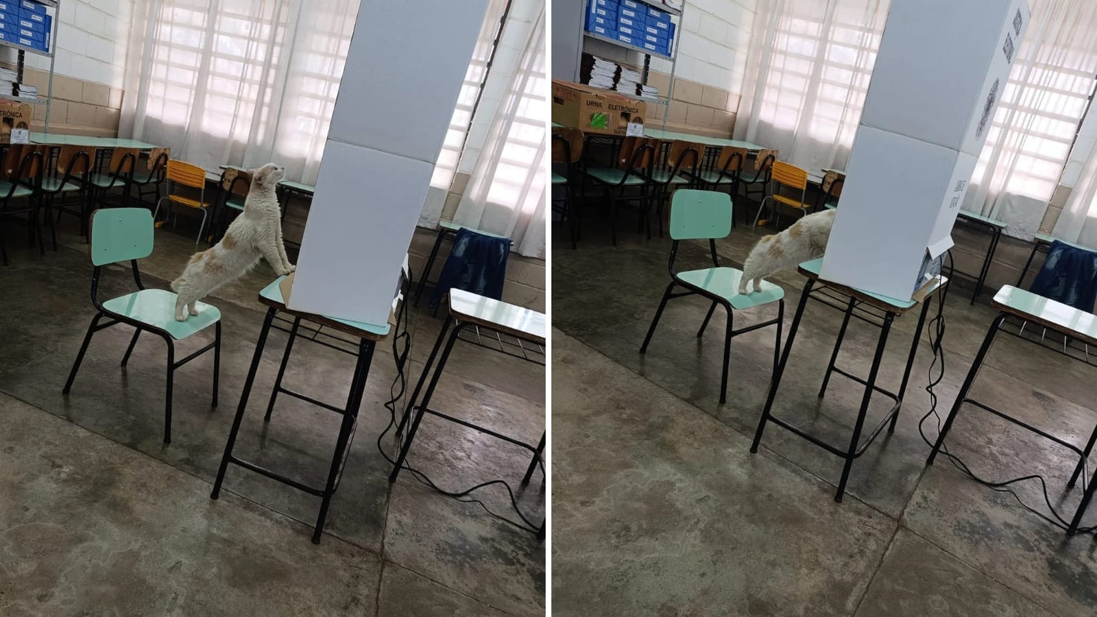 Gata é flagrada 'votando' em urna eletrônica durante o 2º turno no interior de SP