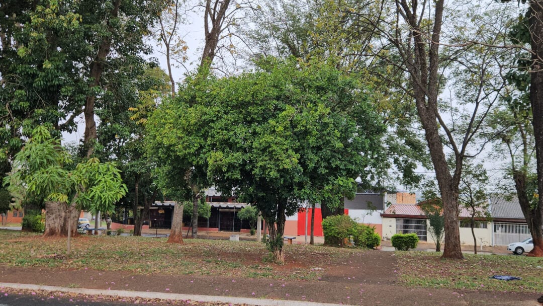 Sumaré inicia na próxima semana remoção de milhares de murtas