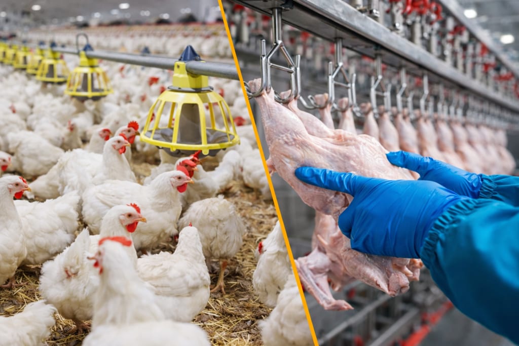 Desoneração da proteína animal eleva emissões em 1,7% e pode perder vantagem na UE