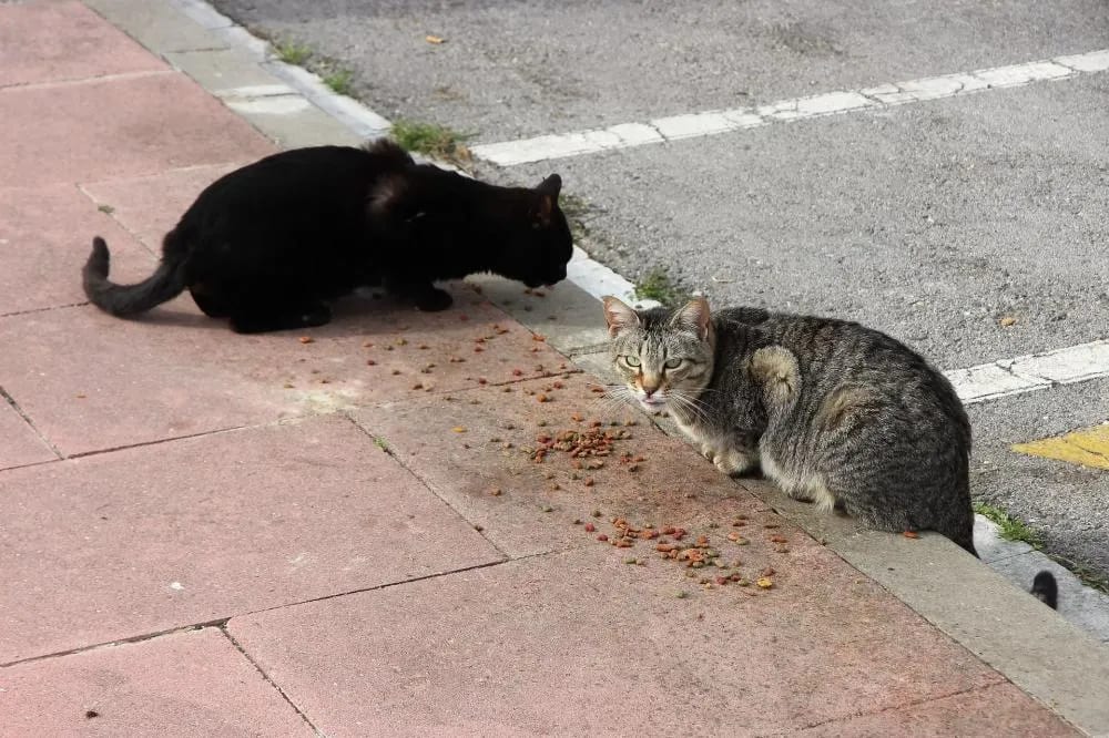 Vereadora MaryCats promove CED de animais na ETI Padre Josimo