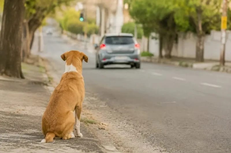 Câmara aprova suspensão da CNH para quem abandonar animais com veículo