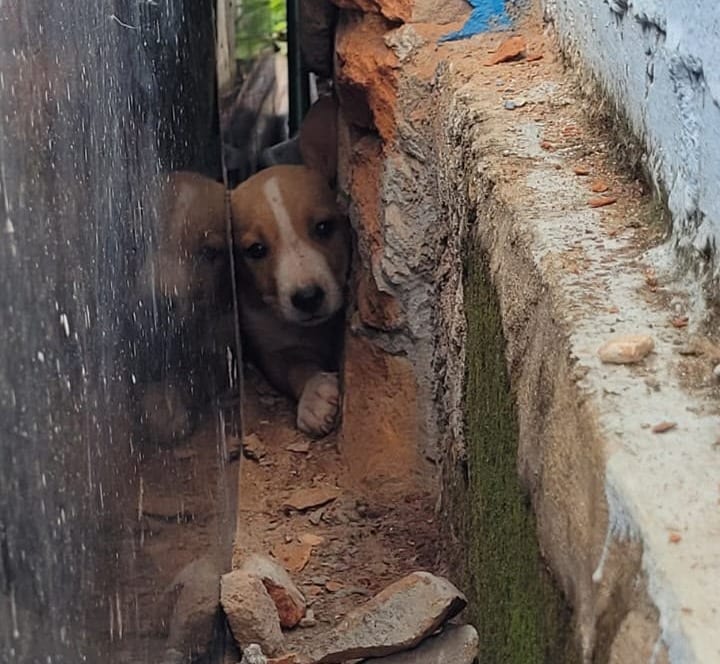Bombeiros resgatam filhote de cachorro preso entre túmulo e muro de cemitério em Goiânia