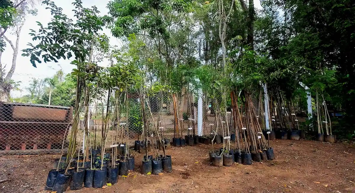 Prefeitura disponibiliza mudas de árvores nativas e frutíferas gratuitamente em Canoas