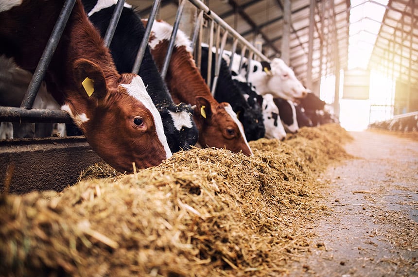 Presidenta sanciona Lei 15.490 ampliando estoques públicos para ração animal
