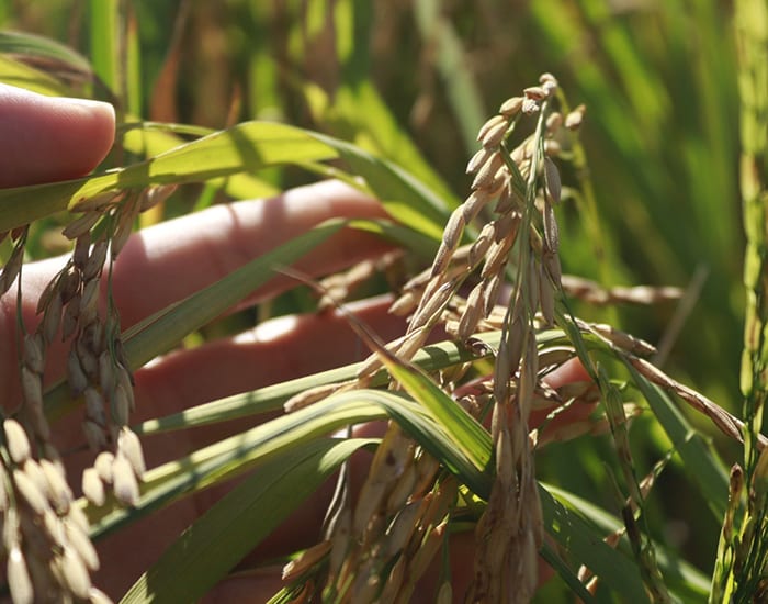 SindArroz-SC pede ao próximo governo cortar custos e melhorar logística do arroz