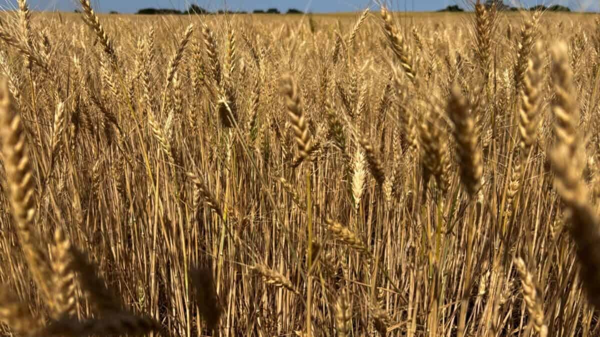 Dívida Agrícola dos EUA Atinge Nível Recorde; Dados Oficiais Podem Subestimar Valor