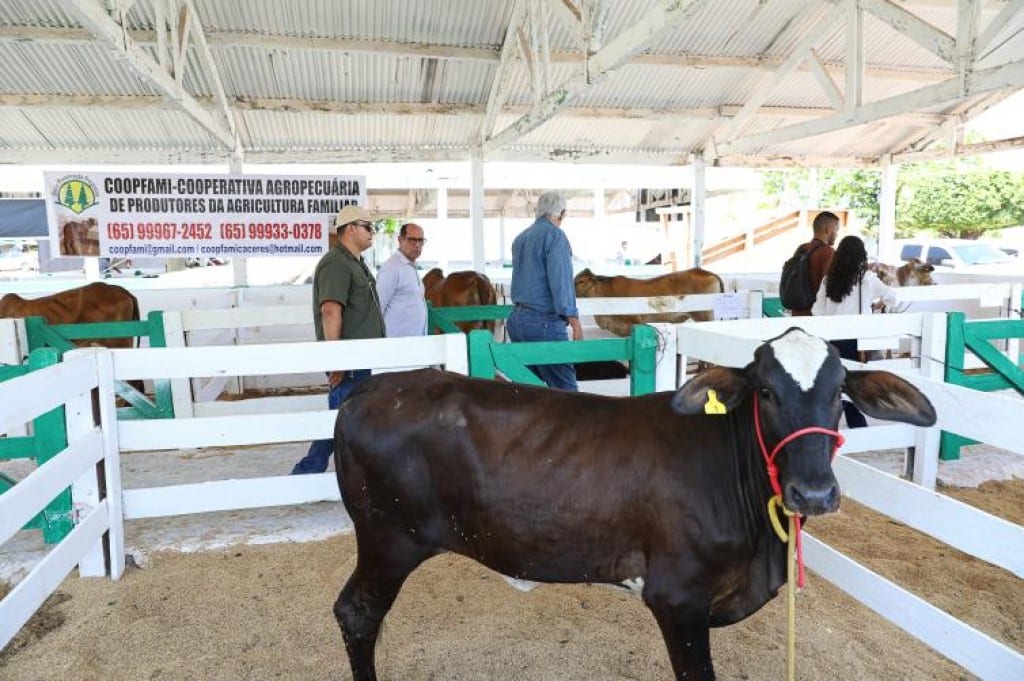 Cáceres leva 31 animais ao Programa de Melhoramento Genético na 56ª ExpoCáceres
