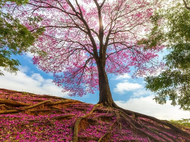 Semea abre inscrições para 9º Concurso Fotográfico “Árvores da Cidade”