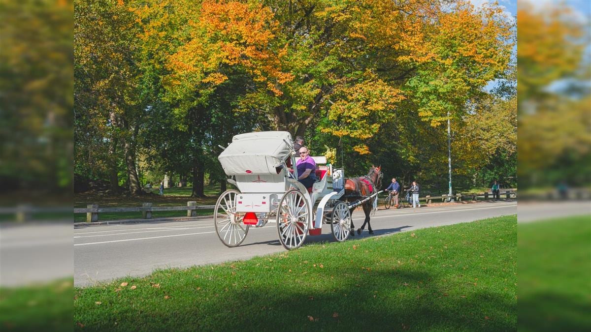 Nova York bane carruagens puxadas por cavalos, tradição do Central Park; entenda decisão