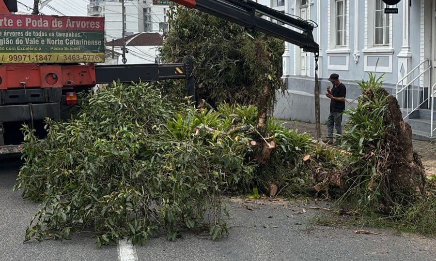 Prefeitura de Joinville conclui poda de árvore no Cemitério do Imigrante
